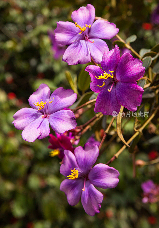 Tibouchina Lepidota, Alstonville，或者Glory Tree